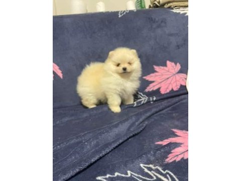 Pomeranian boo