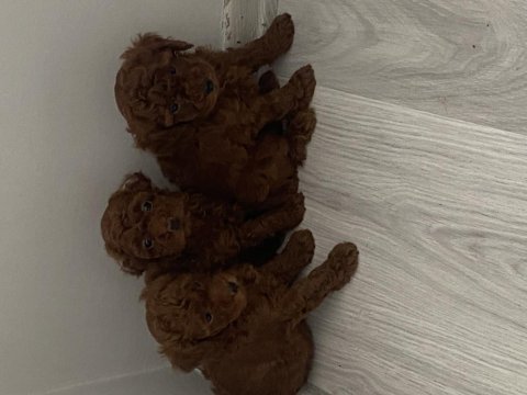 Toy kore karışımı safkan poodle lekesiz