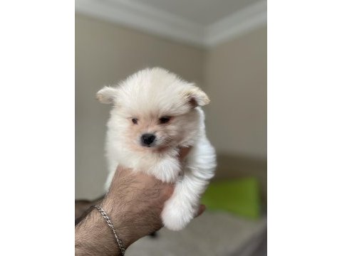 Pomeranian boo parazit uygulaması yapılmış 35 günlük
