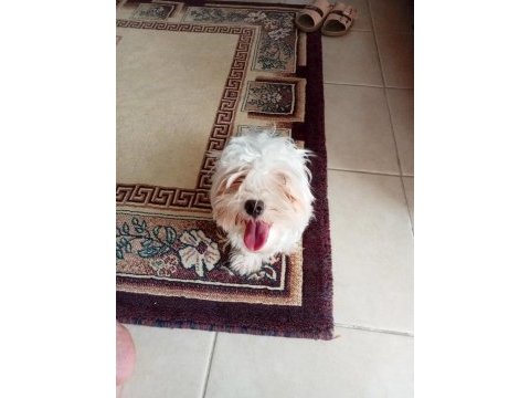 Yorkshire terrier yavrularımız 2-5-10 aylık