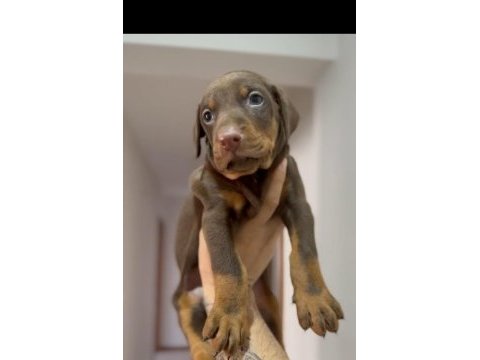 3 aylık erkek kızıl doberman
