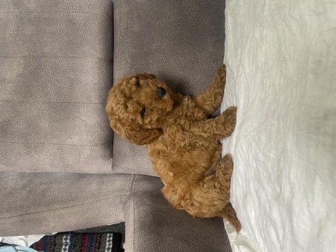 Mini boy maltipoo erkek yavrum