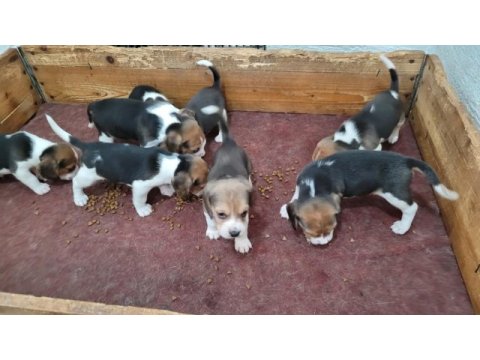 Safkan ırk garantili beagle yavrular