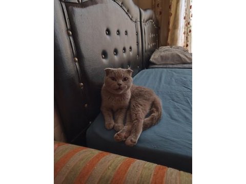 Scottish fold dişi 1 yaşında kızımız kısır değil