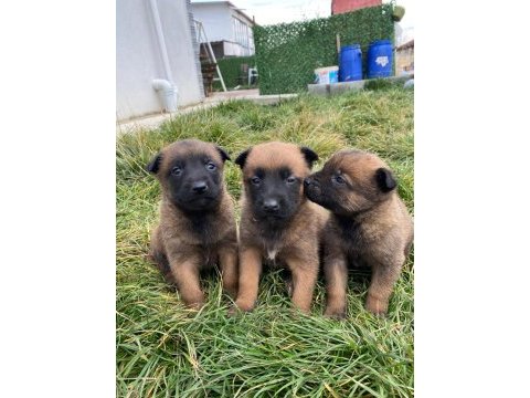Belçika malinois yavrularımız sağlık ve ırk garantili