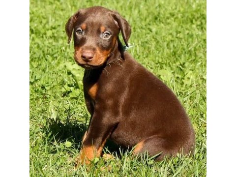 Doberman bebekler
