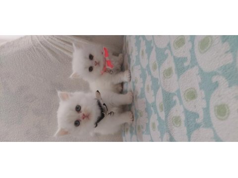British longhair bebeklerimiz