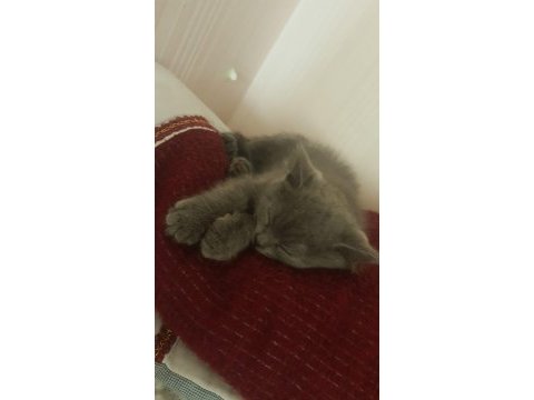 2 aylık 6 yavru içerisinde en güzeli çok oyuncu british