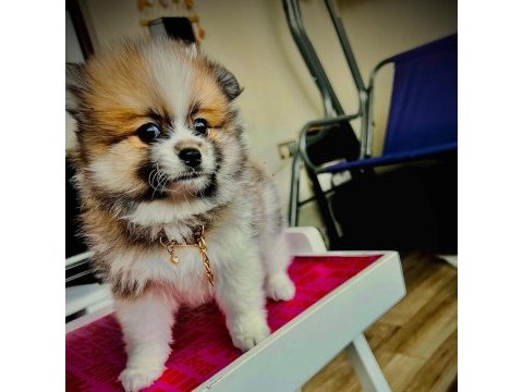 3 aylık erkek boo pomeranian