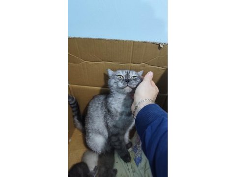 Britsh shorthair silver tabby