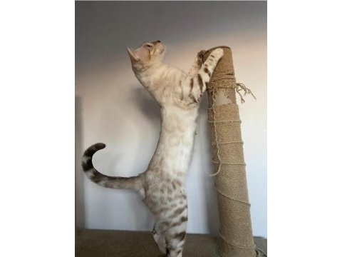 Safkan bengal kedileri