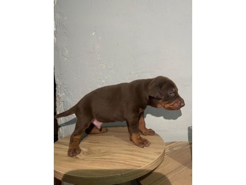 Kızıl doberman bebekler