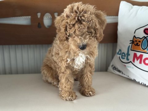 Petmode köpek çiftliğinde ziyarete açık maltipoo