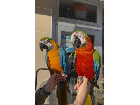Eğitimli ara macaw papağanlarımız gönderim mevcut