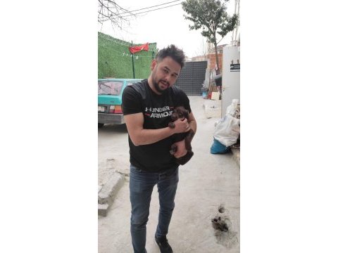 Safkan rus finosu kızıl ve siyah