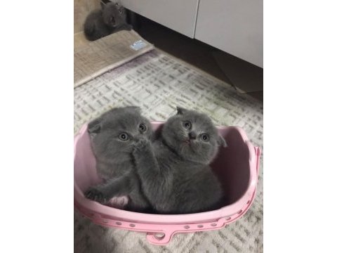 Yavru scottish fold