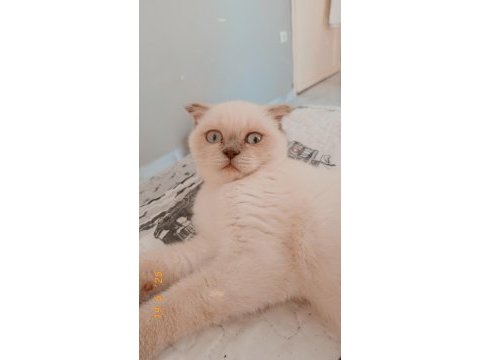 Scottish fold blue point