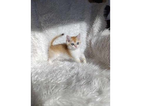 British shorthair golden ny12