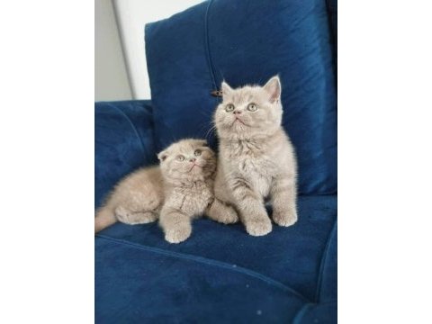 British shorthair yavruları