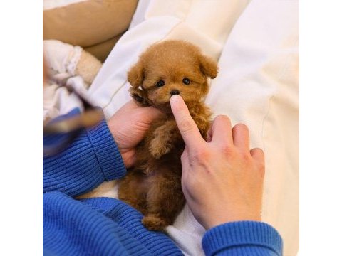 Super star toy poodle yavrularım