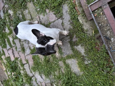 French bulldog yavru köpekler
