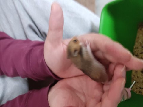 Yavru tatlı minik hamsterler