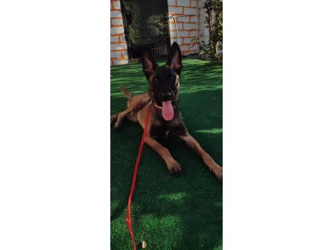 5 aylık belçika malinois kurdu
