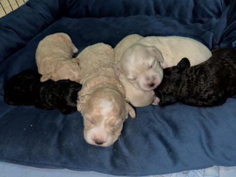 Maltipoo bebekleri