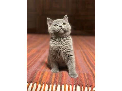 British shorthair yeni yuvasını arıyor ayı surat yavrular