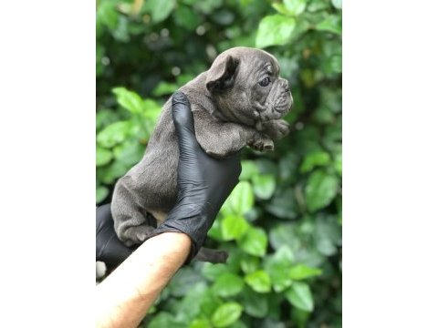 Irkının en iyisi blue french bulldog bebekler