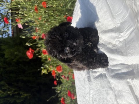 Morkie bebekler erkek