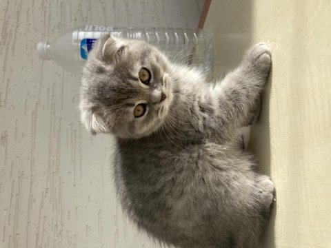 Scottish fold bebeklerim