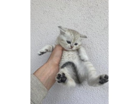 British shorthair