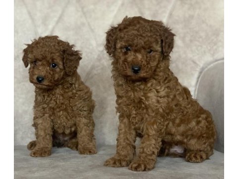Red brown kore kani poodle yavrular
