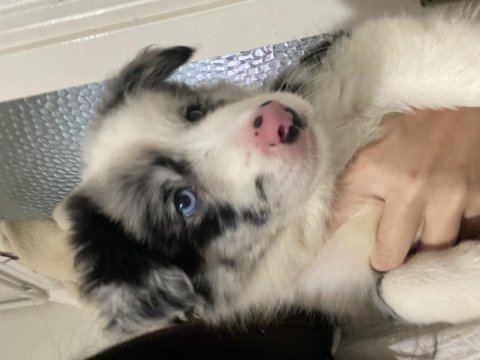 52 günlük dişi border collie yavrusu