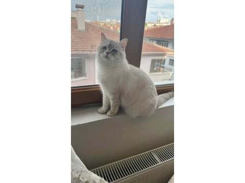 British shorthair yetişkin