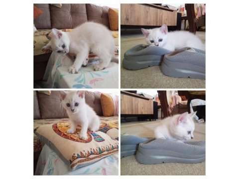 British shorthair erkek 70 günlük