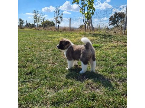 Yüksek kalite amerikan akita yavrular sun kennels