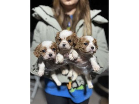 Cavalier king charles yavrularım
