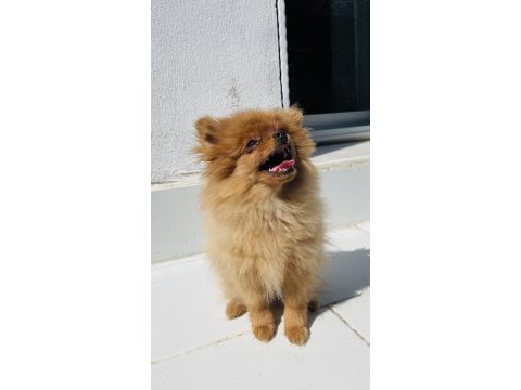 4 aylık güzeller pomeranian boo