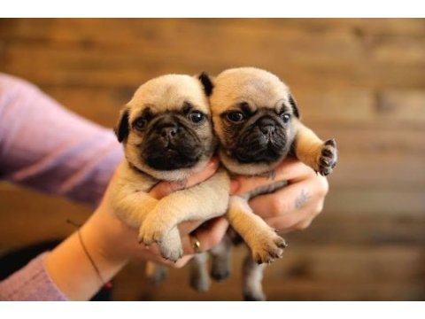 Son iki pug yavru