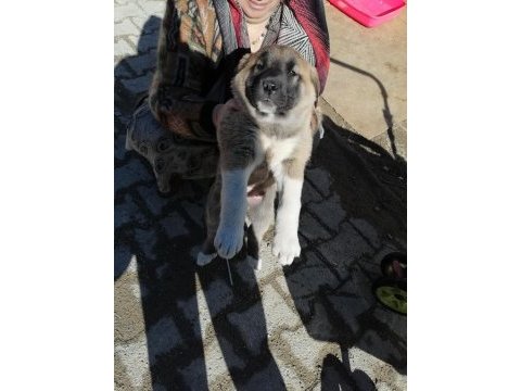 2 dişi 1 erkek kangal yavruları