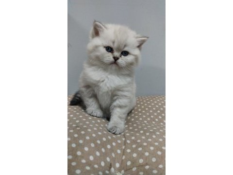 Bebek british shorthair