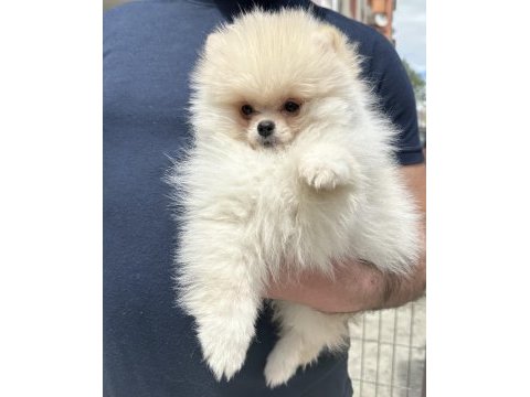 Sevimli güzeller güzeli orijinal pomerian yavrum
