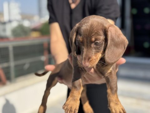 Show kalite mini dachshund yavrumuz