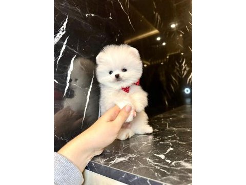 Kar beyaz pomeranian boo yavrusu