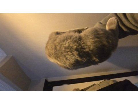 8 aylık erkek british shorthair