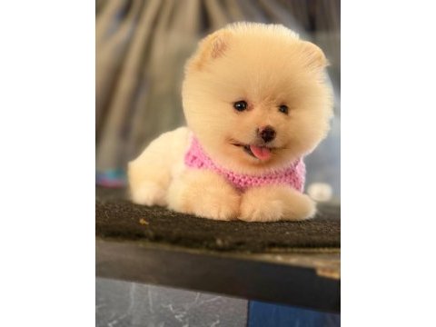 Tatlı pomeranian boo yavru