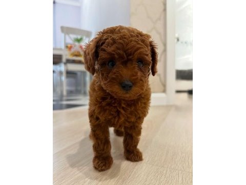 Irkının güzeli toy poodle 