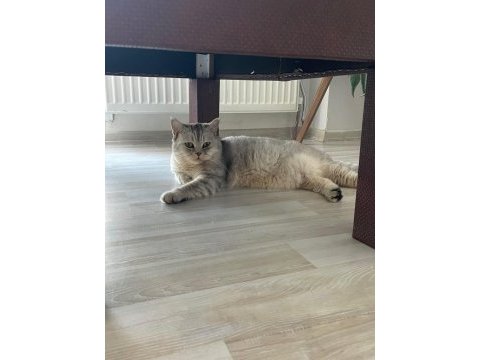 Çok akıllı uysal british shorthair oğlumuza yuva arıyoruz
